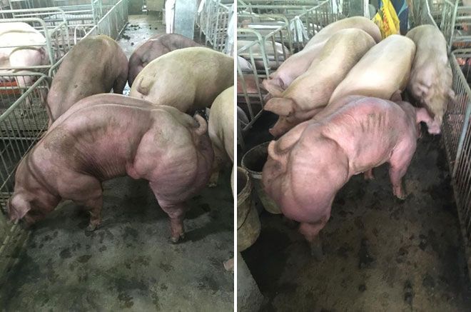 Камбоджийский фермер вырастил гигантских свиней-мутантов