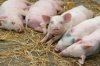 Основы кормления свиней