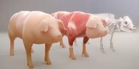Как продолжительное использование свиноматок в производства влияет на ОЭК
