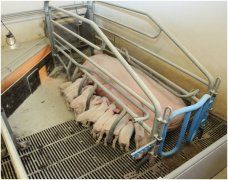 Технологичное и качественное оборудование – снижение затрат на производство мяса.