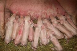 Как получить 30 поросят от свиноматки в год
