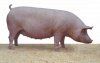 Проблемы селекции и гибридизации свиней.