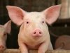 Биозащита для сегодняшних операций со свиньями