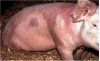 Содержание и введение в стадо ремонтных свинок