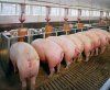 Оценка кондиции свиней