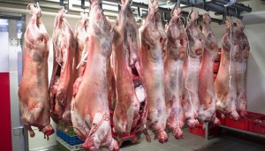 В Соединенных Штатах растет цена на свиные туши в убойном весе
