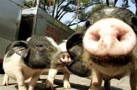 Мероприятия по улучшению программы оплодотворения свиноматок 