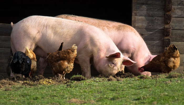 Куры и свиньи – может ли такое соседство быть успешным?