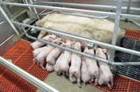 "Тонны мяса на свиноматку: мифы и реальность?"