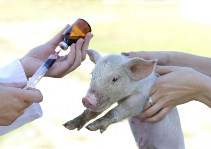Стратегии по сокращению применения антибиотиков на свинофермах: Успешные стратегии на уровне ф...