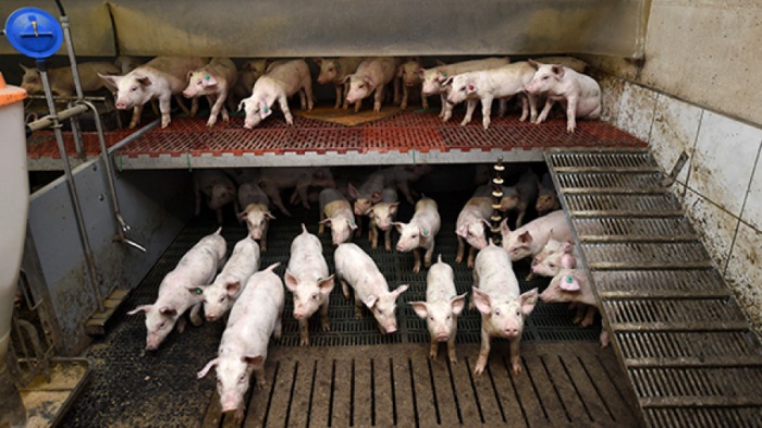 Клинические проявления африканской чумы свиней в полевых условиях