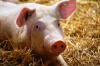 Роль премиксов и других факторов в производстве свинины
