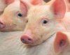 Новая система селекции свиней в России.