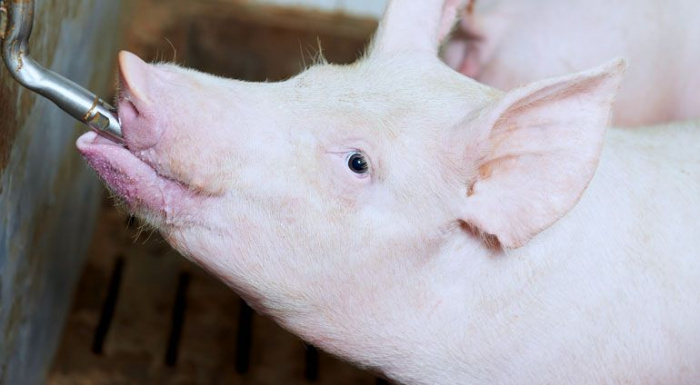 Когда свинья пьет воду