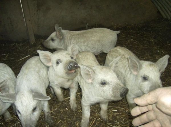 Биоморфофизиологические особенности реликтовых пород свиней мира.