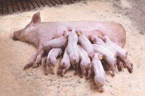 Работа со свиноматкой – первый шаг к снижению себестоимости мяса