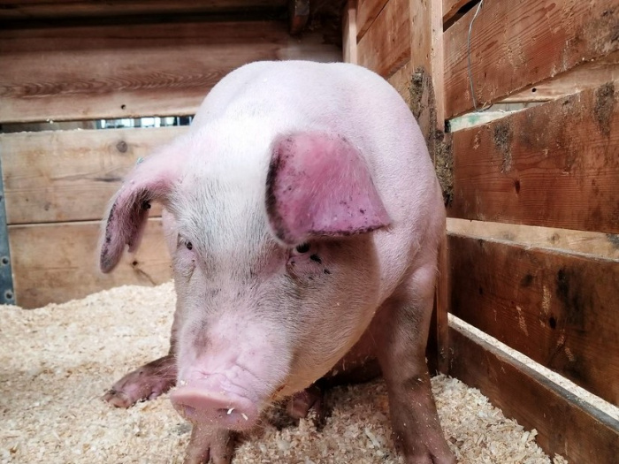 Некроз кончика уха у свиней