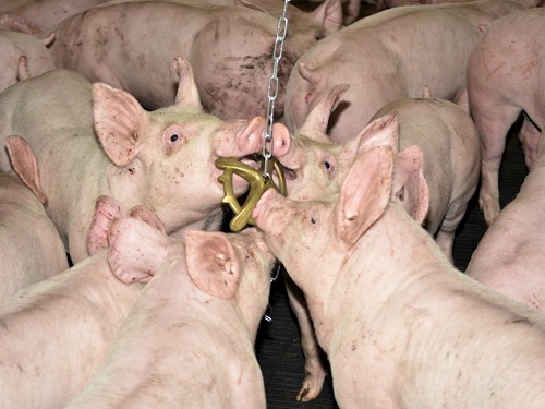 Актинобациллёз (Actinobacillus suis) у свиней