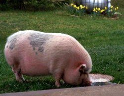 Кормовые добавки и стимуляторы роста для свиней 