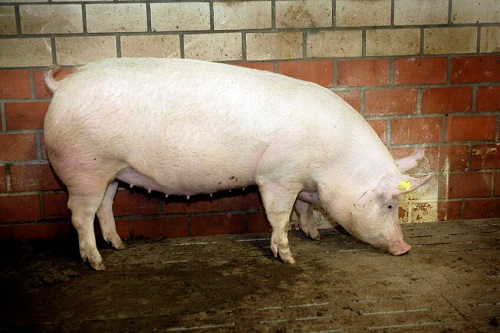 Толфенамовая кислота повышает продуктивность поросят и снижает смертность послеродовых свинок