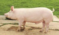 Мясные качества свиней различных генотипов