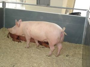 Стратегии кормления для сокращения случаев хромоты свиноматок