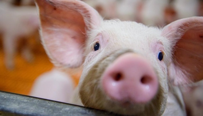 Поголовье свиней в России увеличилось на 1 млн