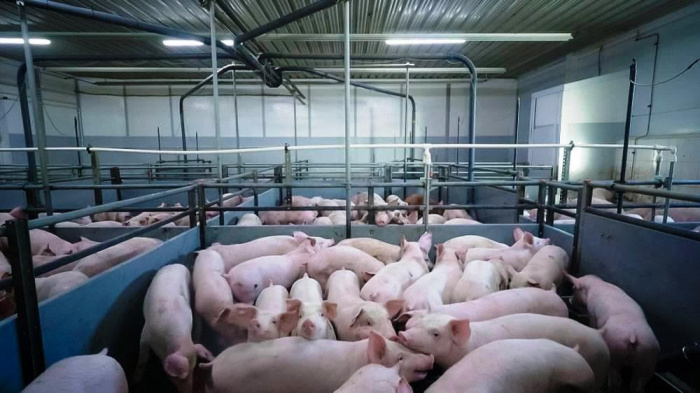 Состояние здоровья поголовья свиней