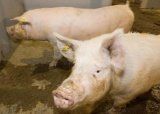 Анализ кормления свиноматок в период супоросности