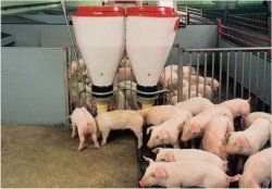 Синхронизация охоты и повышение продуктивности ремонтных свинок