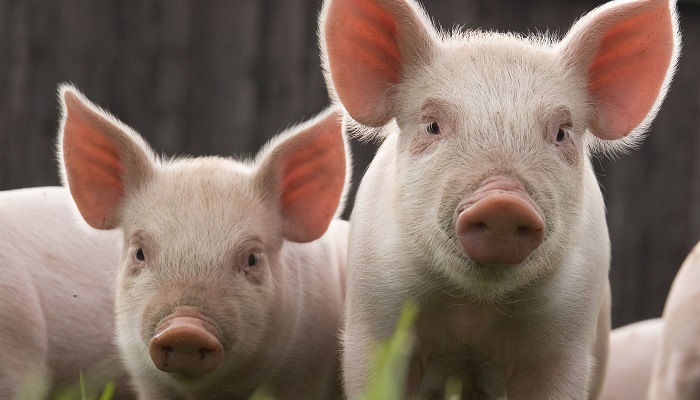 Генетически модифицированные свиньи: новое решение для аллергиков на красное мясо