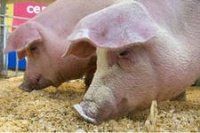 Ученые определили, что перьевая мука является хорошим источником энергии для свиней