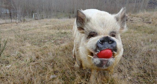 Если свинья отказывается принимать корм, можно попробовать дать ей корм с кисло-сладким вкусом...