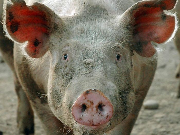 Особенности слуха и осязания свиней