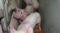 Геномная селекция для улучшения конверсии корма свиней