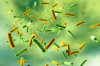 Борьба с бактериями в условиях свинокомплекса
