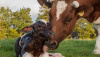 Фертильность коров – важный аспект успешности молочного хозяйства