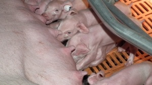 Диагностика инфекционных причин репродуктивных патологий свиней