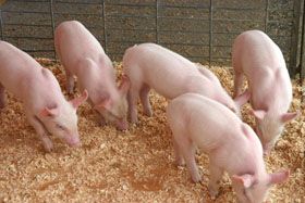 Несменяемая ферментационная подстилка для свиней и цена на нее 