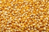 Как гранулирование, так и уменьшение размера частиц кукурузы увеличивают чистую энергию и усвояемость аминокислот и жира...