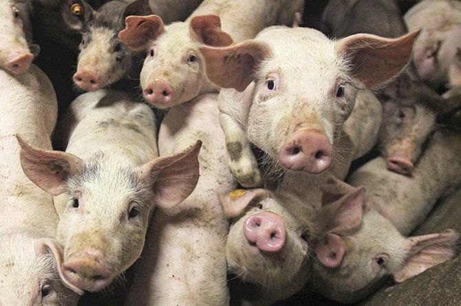 Социальная иерархия у свиней: борьба за лидерство и подчинение