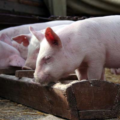 Корм для начальной и заключительной стадий откорма свиней
