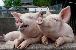Снижение количества бактерий сальмонеллы в стадах свиней и свинине: опыт Дании