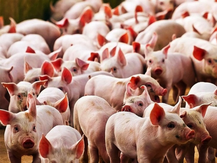 Управление низкими температурами для свиней
