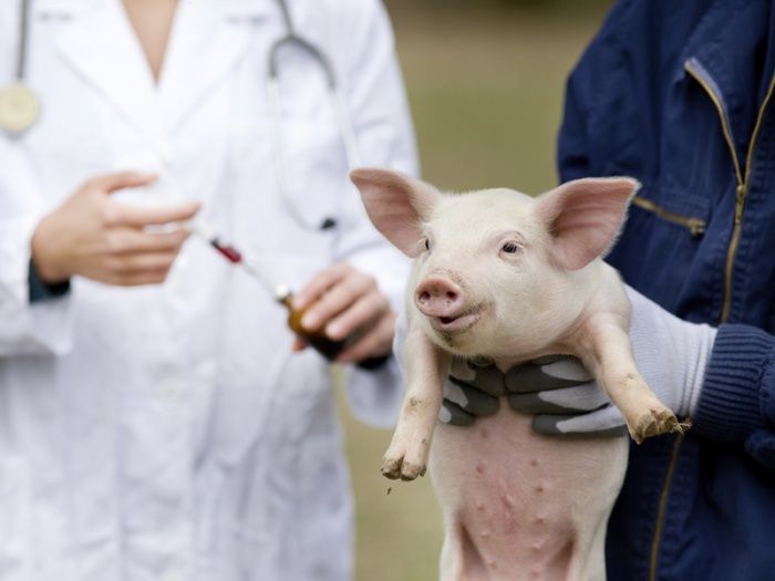 Вакцинирование свиней против сальмонеллы. Чего можно ожидать?