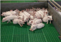 Комплексный подход к достижению ветеринарного благополучия промышленных свинокомплексов