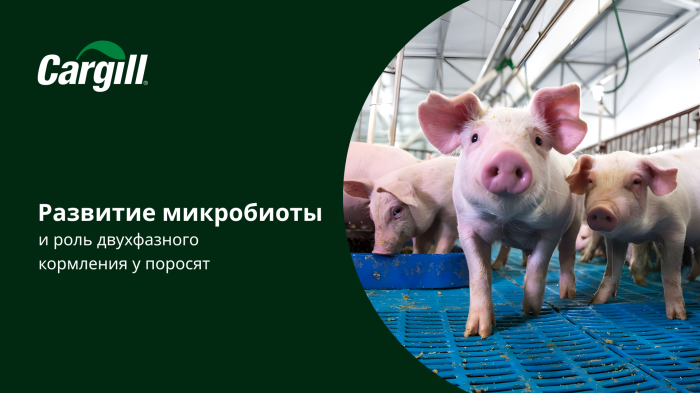 Развитие микробиоты и роль двухфазного кормления у поросят