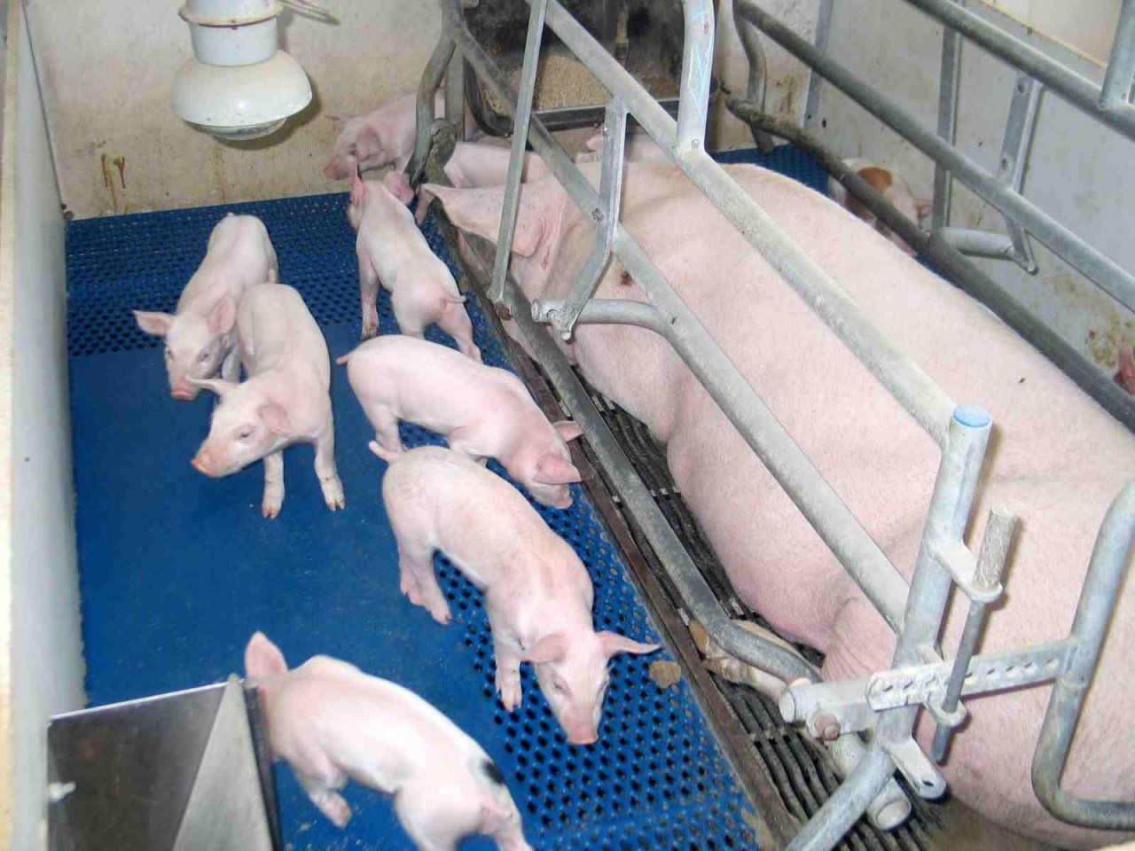 Как вырастить свиней. Доращивание поросят Биг Дачмен. Племенная ферма свинокомплекс. Поросята в свинарнике. Оборудование для опороса свиноматок.