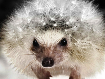 Септо-спрей