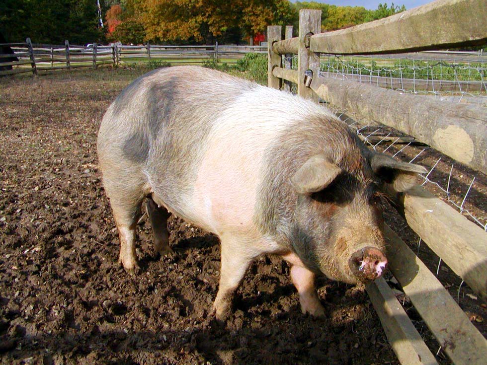 Создание благоприятных условий для успешного старта вновь завезенных свиней